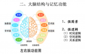 大腦結(jié)構(gòu)與記憶功能